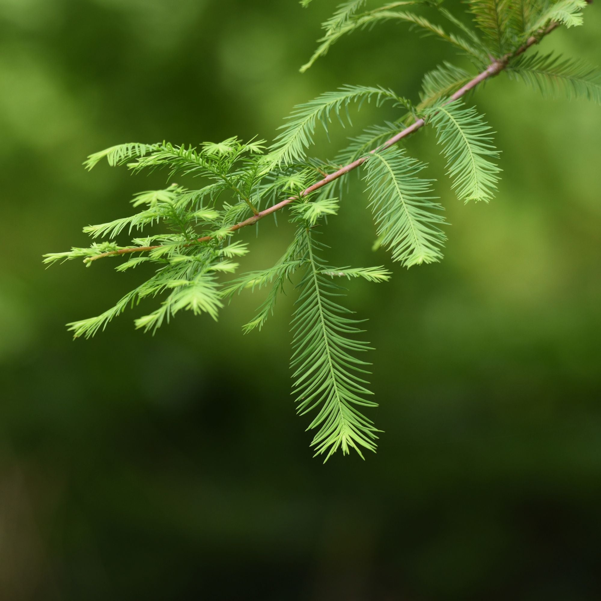 CYPRESS