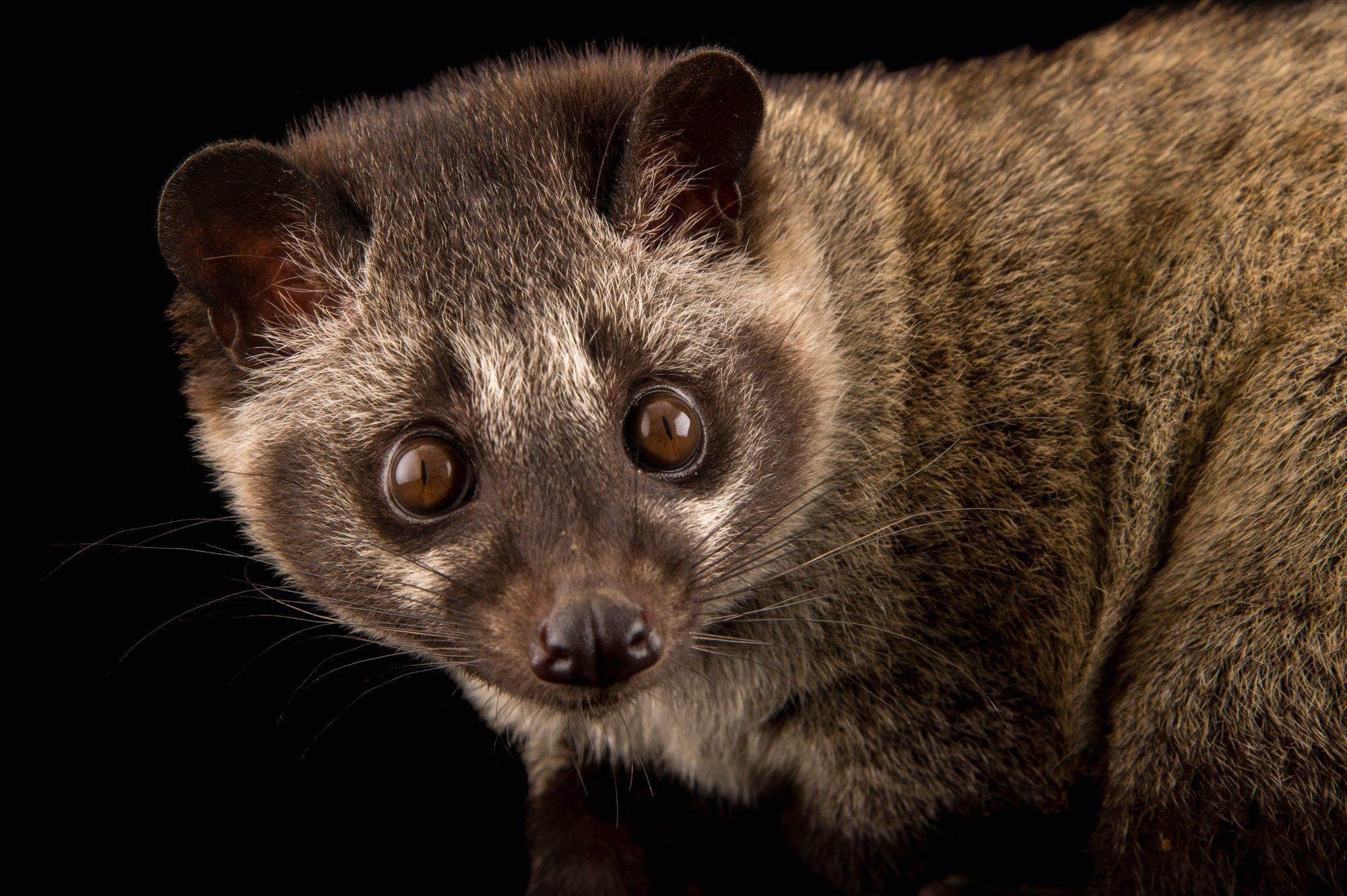 Civet