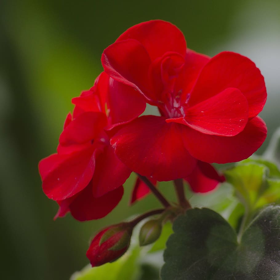 geranium