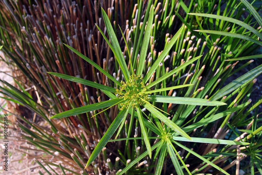 Cyperus papyrus
